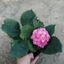 Cây cẩm tú cầu nhật đang hoa - cây cảnh để bàn