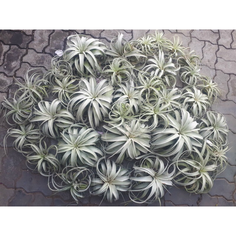 Cây không khí, dễ trồng, trang trí ban công,trong nhà hay bể bán cạn,terrarium, tiểu cảnh