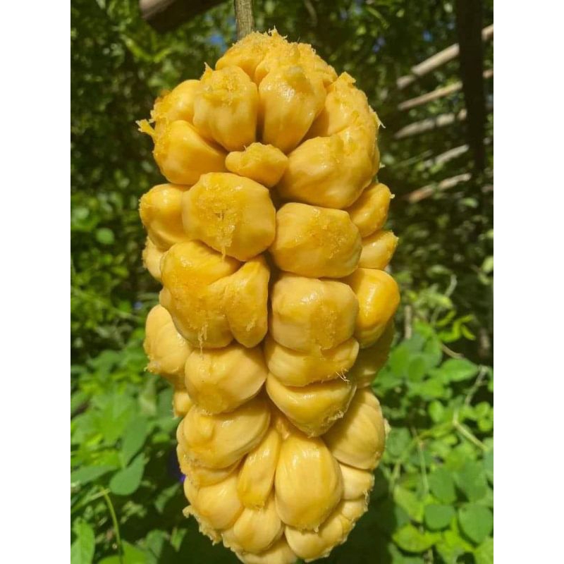 Cây giống mít tố nữ ( cây ghép) | Shopee Việt Nam