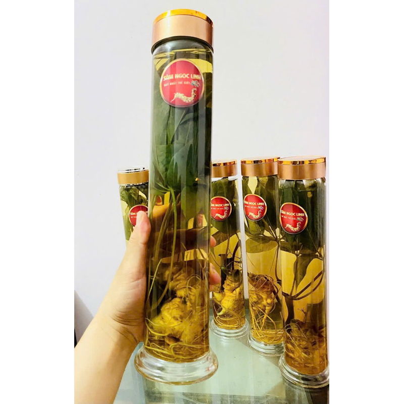 Sâm Ngọc Linh ngâm rượu ngô men lá Tây Bắc - Vị chuẩn sâm tốt cho sức khoẻ( Bình 1.5L dáng đẹp)