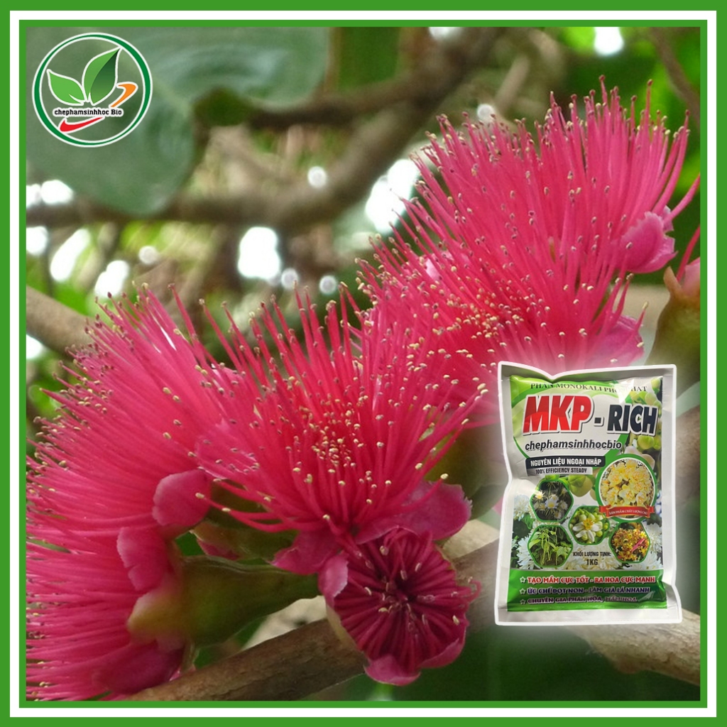 Phân MKP - RICH, Tạo mầm cực tốt - ra hoa cực mạnh, ức chế đọt non - làm già lá nhanh,.... Túi 1kg