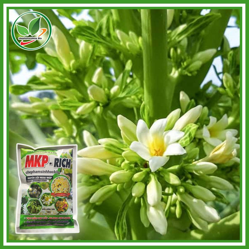 Phân MKP - RICH, Tạo mầm cực tốt - ra hoa cực mạnh, ức chế đọt non - làm già lá nhanh,.... Túi 1kg