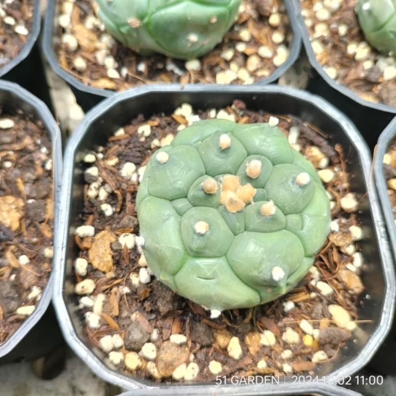 chậu cây aster rùa Thái, chậu trồng 9cm, lỗi 1 đổi 1 | Shopee Việt Nam
