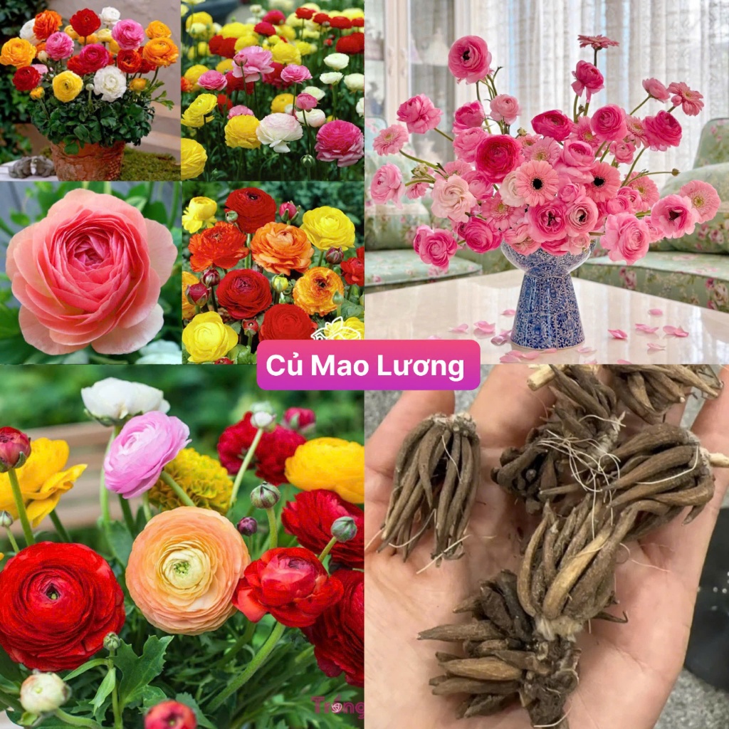Củ Giống Hoa Mao Lương Size To Mix Đủ Màu Bông Nở To Đẹp Y Hình Dễ ...