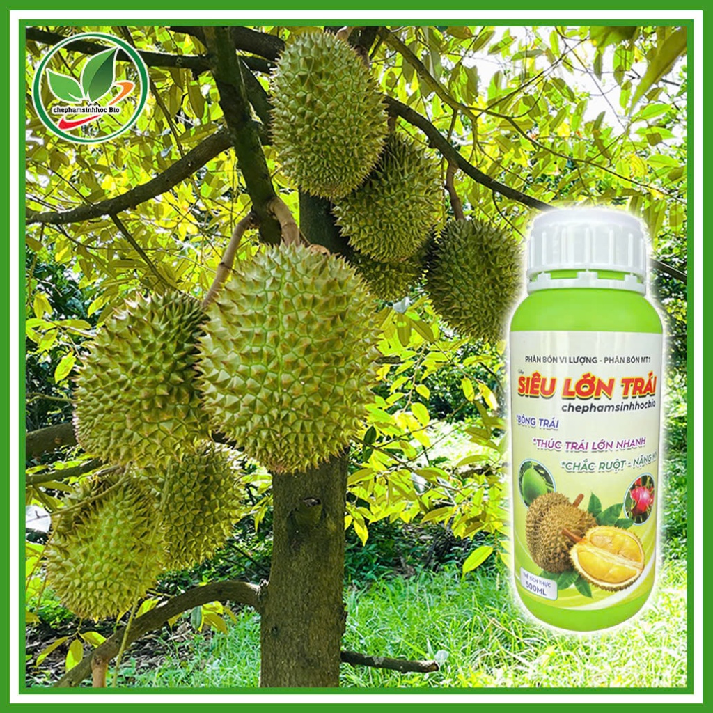 Phân bón vi lượng  - Phân bón MT1. SIÊU LỚN TRÁI. Chai 500ml