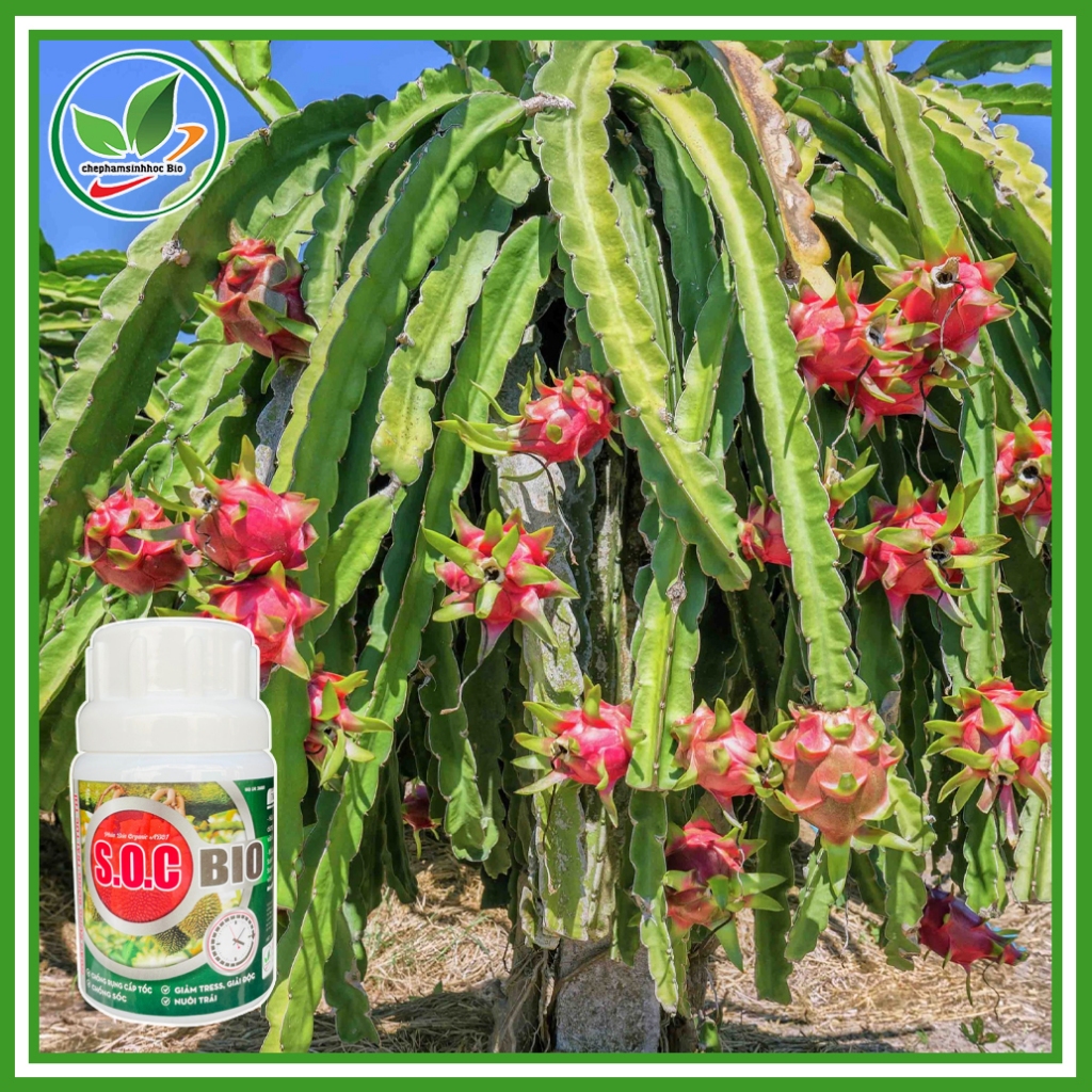 Phân bón S.O.C BIO, Chống rụng cấp tốc, giảm tress, giải độc,... Chai 100ml