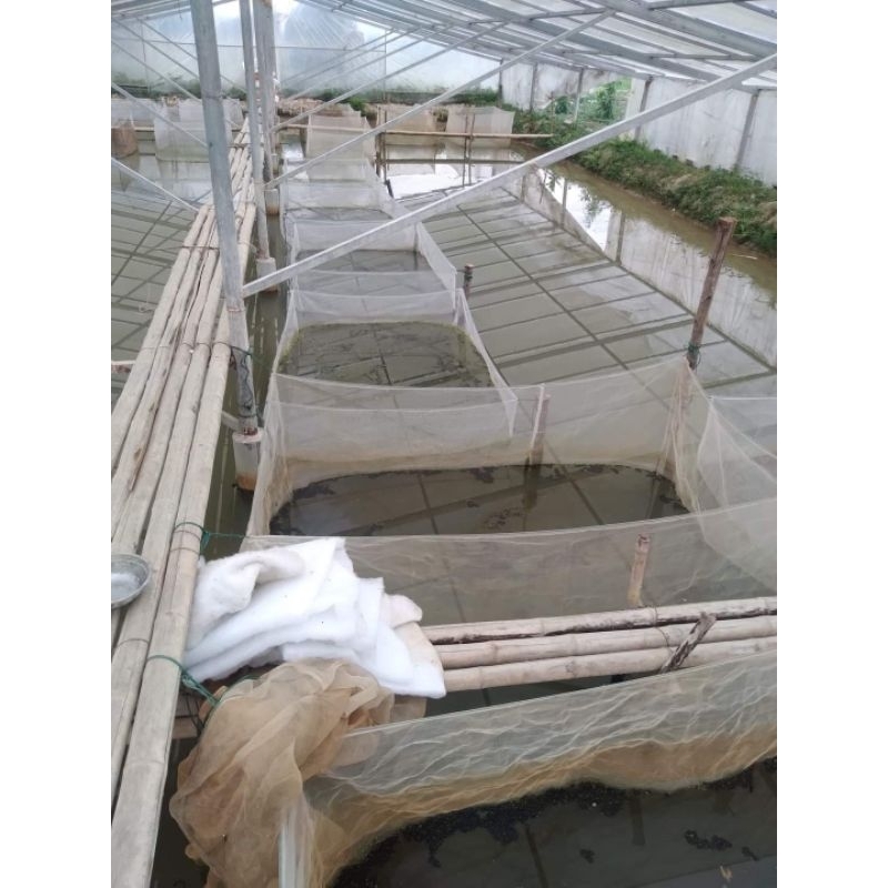 Tráng lưới nuôi ốc ếch cá lươn, vèo lưới nuôi thủy sản