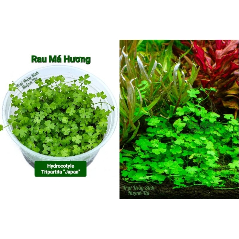 Rau Má Hương | Shopee Việt Nam