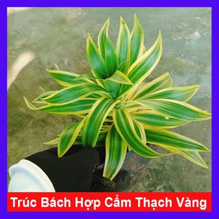 Cây Trúc Bách Hợp Cẩm Thạch Vàng - cây cảnh để bàn mang phong thủy may mắn tài lộc cây chậu nhựa