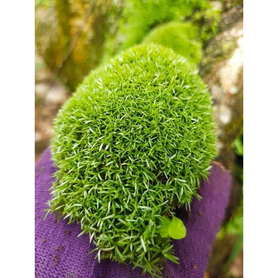 Rêu cỏ ,Octo moss trang trí làm nền bể bán cạn, terrarium,vivarium