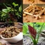 Bán hạ chế 1kg, củ bán hạ khô, sạch, đã được sơ chế - Tiệm Lãn Ông