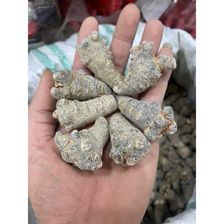 Củ Tam Thất Khô Loại 1 - 32 Củ/kg Và 52 Củ/kg
