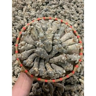 Củ Tam Thất Khô Loại 1 - 32 Củ/kg Và 52 Củ/kg
