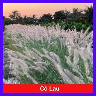 Cây Cỏ Lau ( cỏ bông lau ) cây cảnh sân vườn trang trí decor chậu nhựa