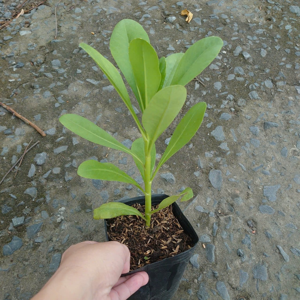 Cây Phong Ba - cây cảnh trồng sân vườn trồng nền với sức sống mãnh liệt, cây giao chậu nhựa