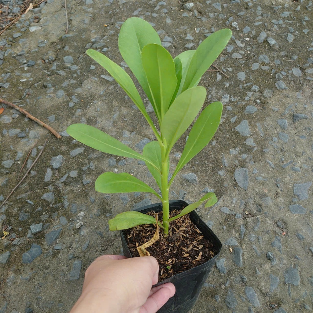 Cây Phong Ba - cây cảnh trồng sân vườn trồng nền với sức sống mãnh liệt, cây giao chậu nhựa