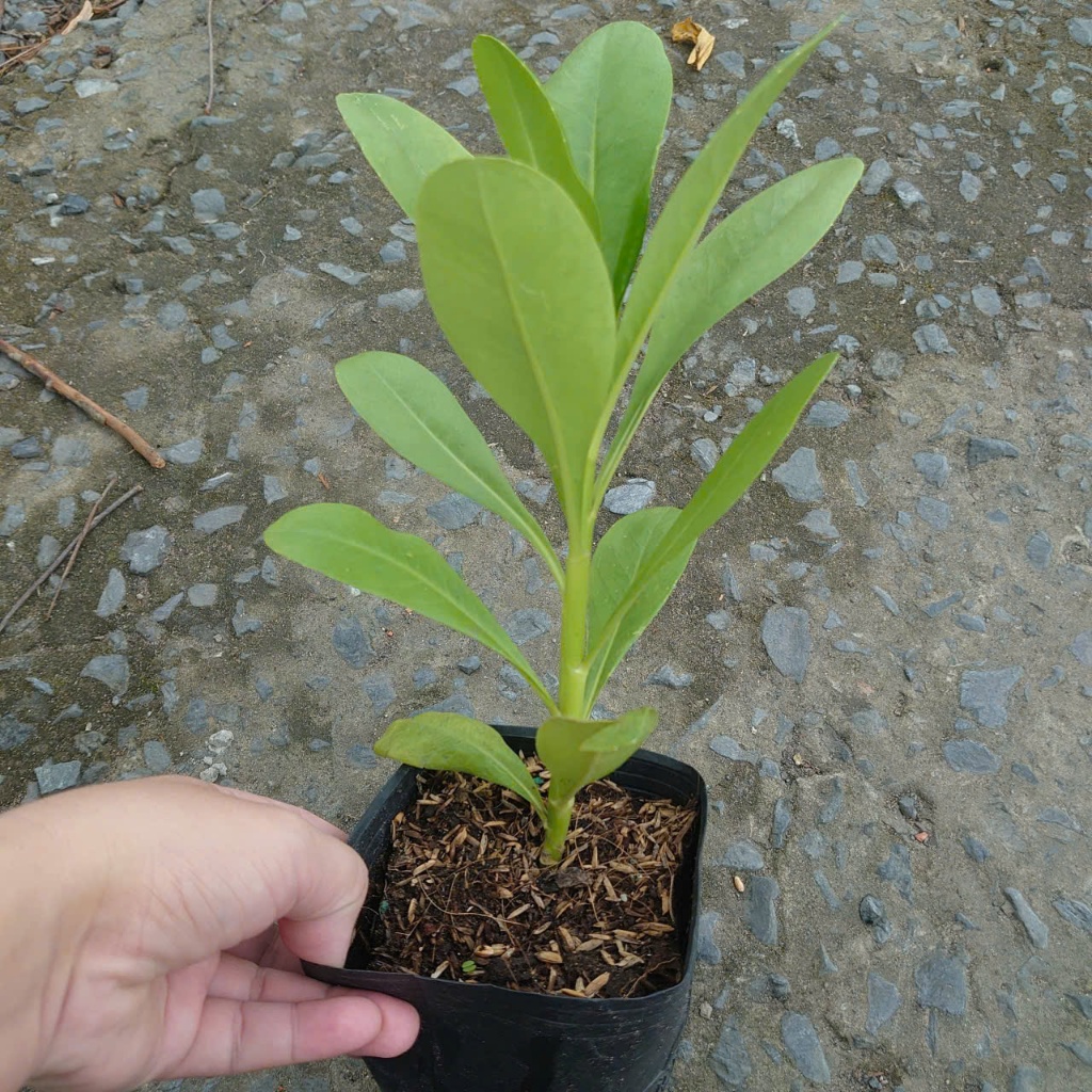 Cây Phong Ba - cây cảnh trồng sân vườn trồng nền với sức sống mãnh liệt, cây giao chậu nhựa