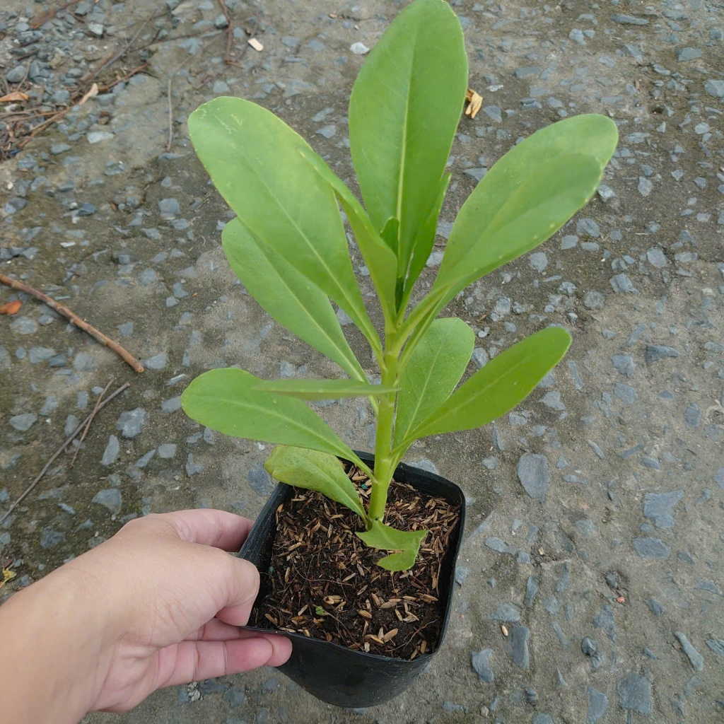 Cây Phong Ba - cây cảnh trồng sân vườn trồng nền với sức sống mãnh liệt, cây giao chậu nhựa