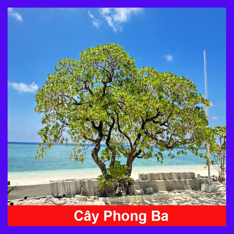 Cây Phong Ba - cây cảnh trồng sân vườn trồng nền với sức sống mãnh liệt, cây giao chậu nhựa