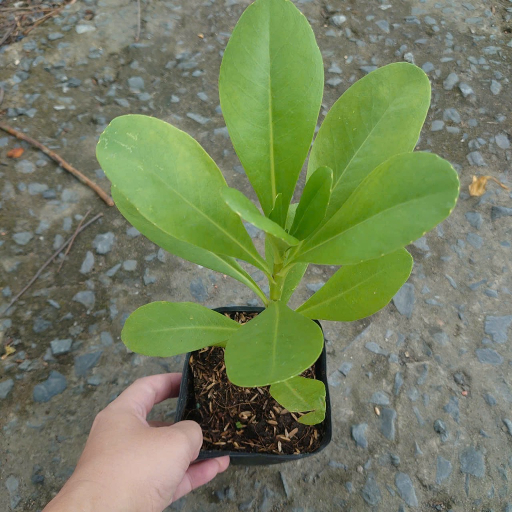 Cây Phong Ba - cây cảnh trồng sân vườn trồng nền với sức sống mãnh liệt, cây giao chậu nhựa