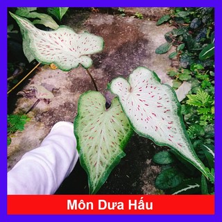Cây Môn Dưa Hấu - Watermelon Caladium - chậu cây cảnh đẹp để bàn trang trí nhà cửa, sân vườn