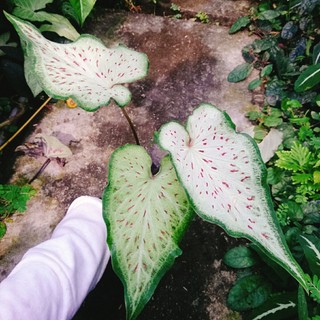 Cây Môn Dưa Hấu - Watermelon Caladium - chậu cây cảnh đẹp để bàn trang trí nhà cửa, sân vườn