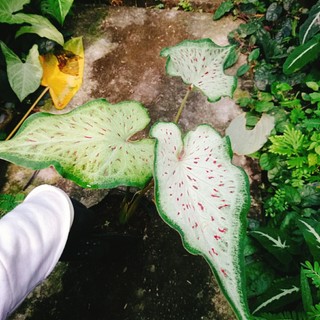 Cây Môn Dưa Hấu - Watermelon Caladium - chậu cây cảnh đẹp để bàn trang trí nhà cửa, sân vườn