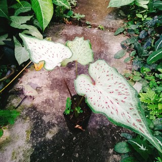 Cây Môn Dưa Hấu - Watermelon Caladium - chậu cây cảnh đẹp để bàn trang trí nhà cửa, sân vườn