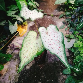 Cây Môn Dưa Hấu - Watermelon Caladium - chậu cây cảnh đẹp để bàn trang trí nhà cửa, sân vườn