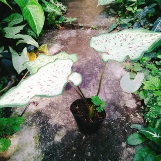 Cây Môn Dưa Hấu - Watermelon Caladium - chậu cây cảnh đẹp để bàn trang trí nhà cửa, sân vườn