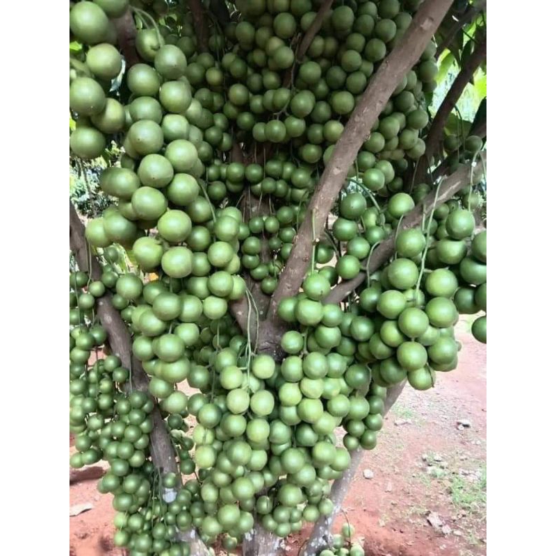 Dâu da xanh - Giá Tốt, Miễn Phí Vận Chuyển, Đủ Loại | Shopee Việt Nam