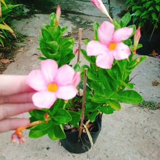 Cây Huỳnh Anh (Hồng) cây giống mới sắc hoa hồng dịu dàng, cây giao chậu nhựa đen