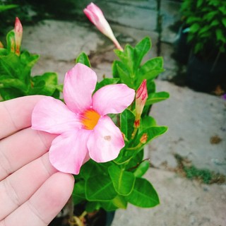 Cây Huỳnh Anh (Hồng) cây giống mới sắc hoa hồng dịu dàng, cây giao chậu nhựa đen