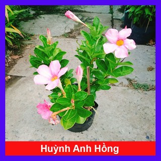 Cây Huỳnh Anh (Hồng) cây giống mới sắc hoa hồng dịu dàng, cây giao chậu nhựa đen