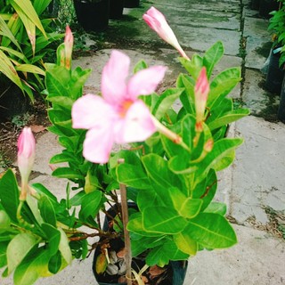 Cây Huỳnh Anh (Hồng) cây giống mới sắc hoa hồng dịu dàng, cây giao chậu nhựa đen