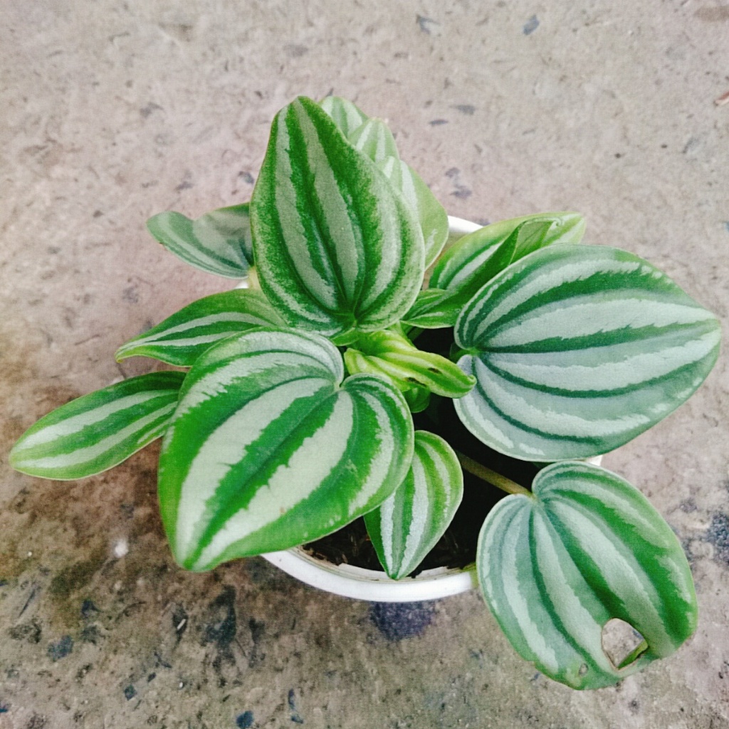 Cây lá dưa hấu - Peperomia Watermelon - chậu cây cảnh đẹp để bàn với hoa văn vô cùng bắt mắt