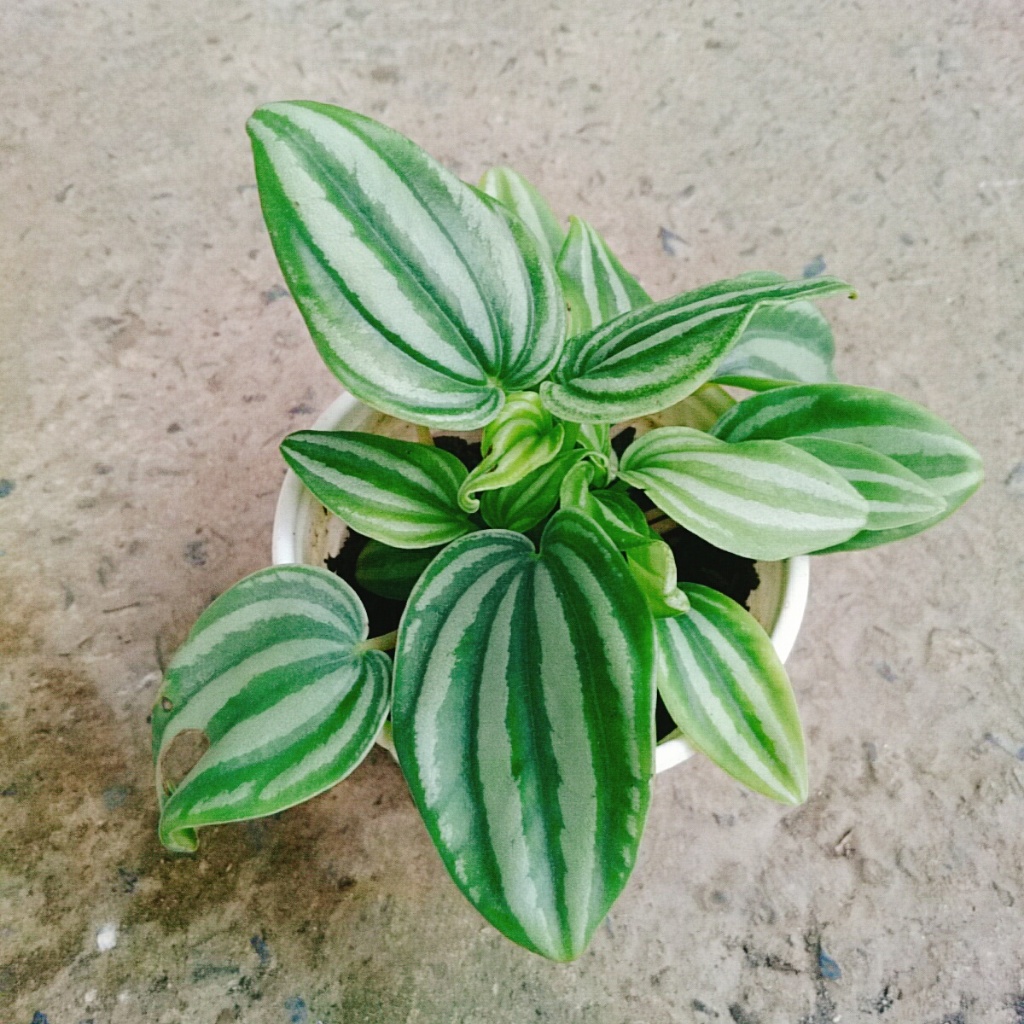 Cây lá dưa hấu - Peperomia Watermelon - chậu cây cảnh đẹp để bàn với hoa văn vô cùng bắt mắt