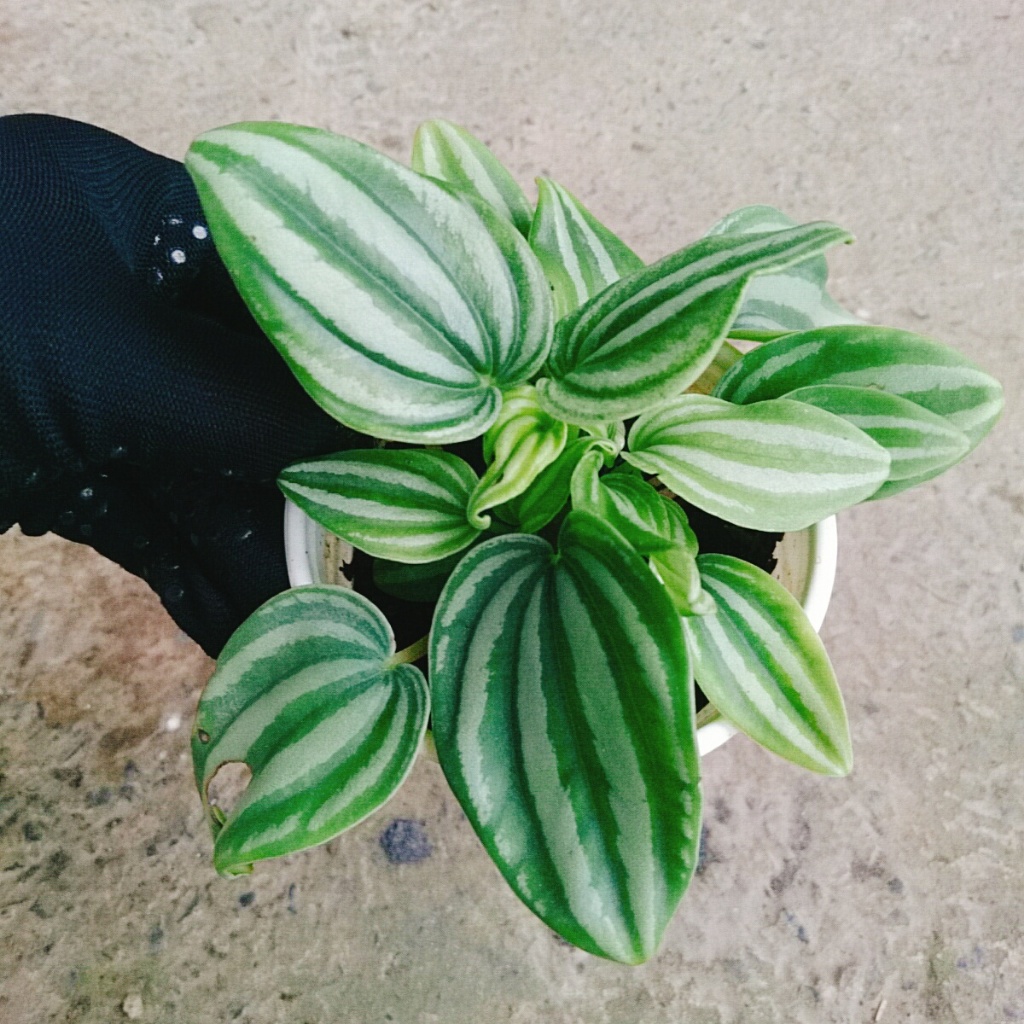 Cây lá dưa hấu - Peperomia Watermelon - chậu cây cảnh đẹp để bàn với hoa văn vô cùng bắt mắt