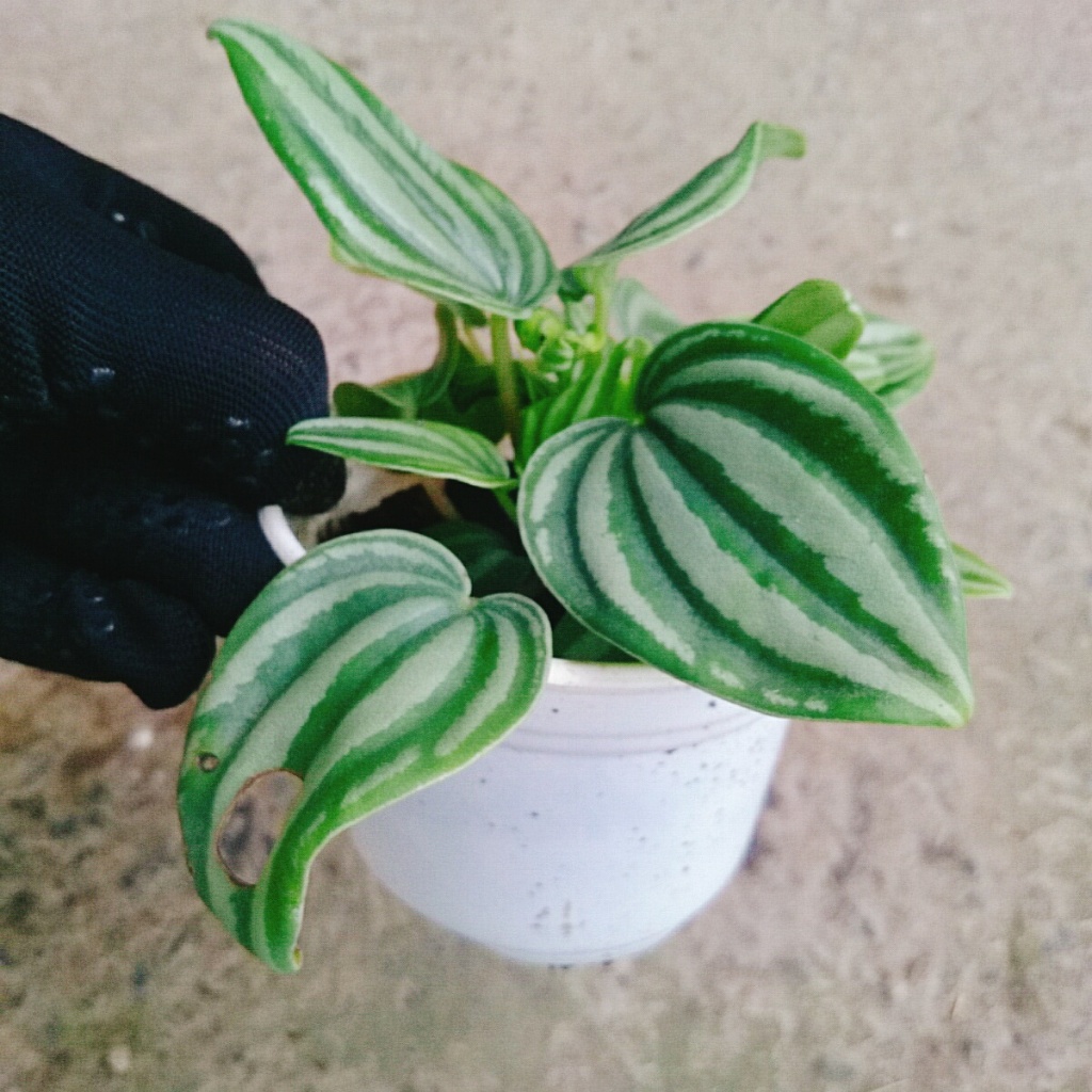 Cây lá dưa hấu - Peperomia Watermelon - chậu cây cảnh đẹp để bàn với hoa văn vô cùng bắt mắt