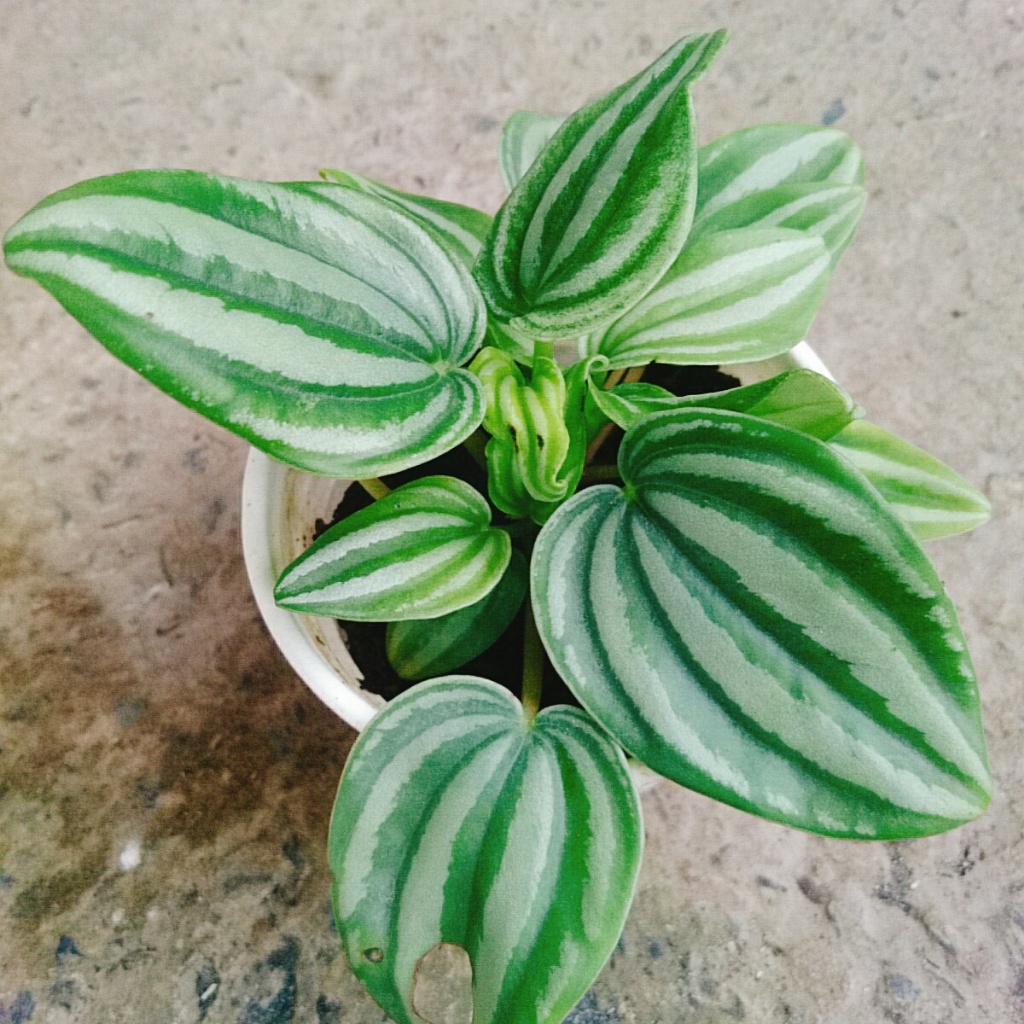 Cây lá dưa hấu - Peperomia Watermelon - chậu cây cảnh đẹp để bàn với hoa văn vô cùng bắt mắt