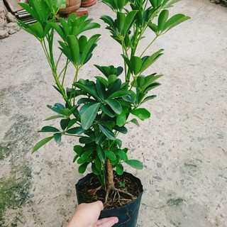 Cây Ngũ Gia Bì (Size lớn cao 50-80cm) chậu cây cảnh trong nhà có tác dụng đuổi muỗi sạch không khí