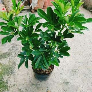 Cây Ngũ Gia Bì (Size lớn cao 50-80cm) chậu cây cảnh trong nhà có tác dụng đuổi muỗi sạch không khí
