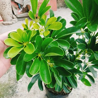Cây Ngũ Gia Bì (Size lớn cao 50-80cm) chậu cây cảnh trong nhà có tác dụng đuổi muỗi sạch không khí