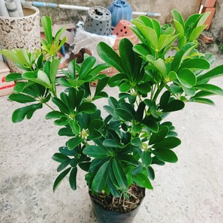 Cây Ngũ Gia Bì (Size lớn cao 50-80cm) chậu cây cảnh trong nhà có tác dụng đuổi muỗi sạch không khí