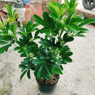 Cây Ngũ Gia Bì (Size lớn cao 50-80cm) chậu cây cảnh trong nhà có tác dụng đuổi muỗi sạch không khí