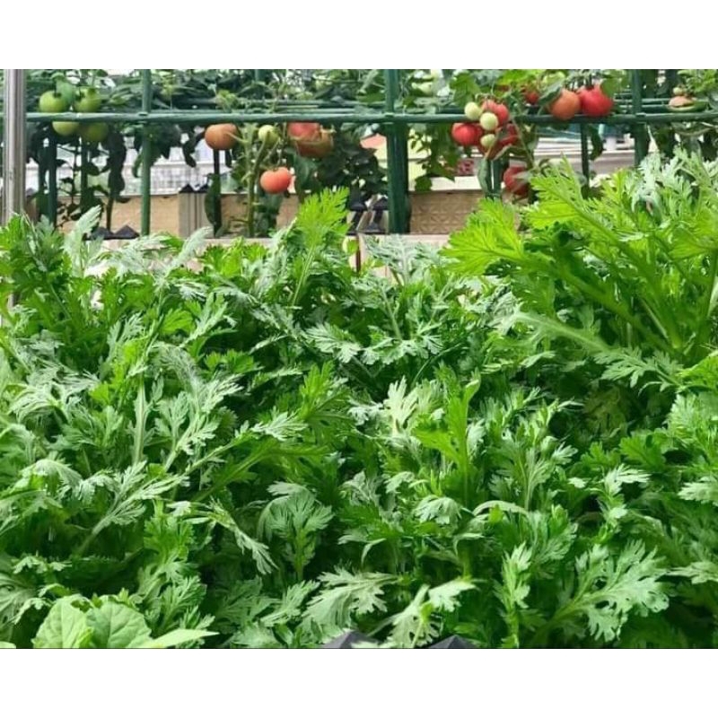 Hạt Giống Cải Cúc Nhật Bản 🌈 Hàng Xịn Ngon🌱 Cực Kỳ Năng Suất