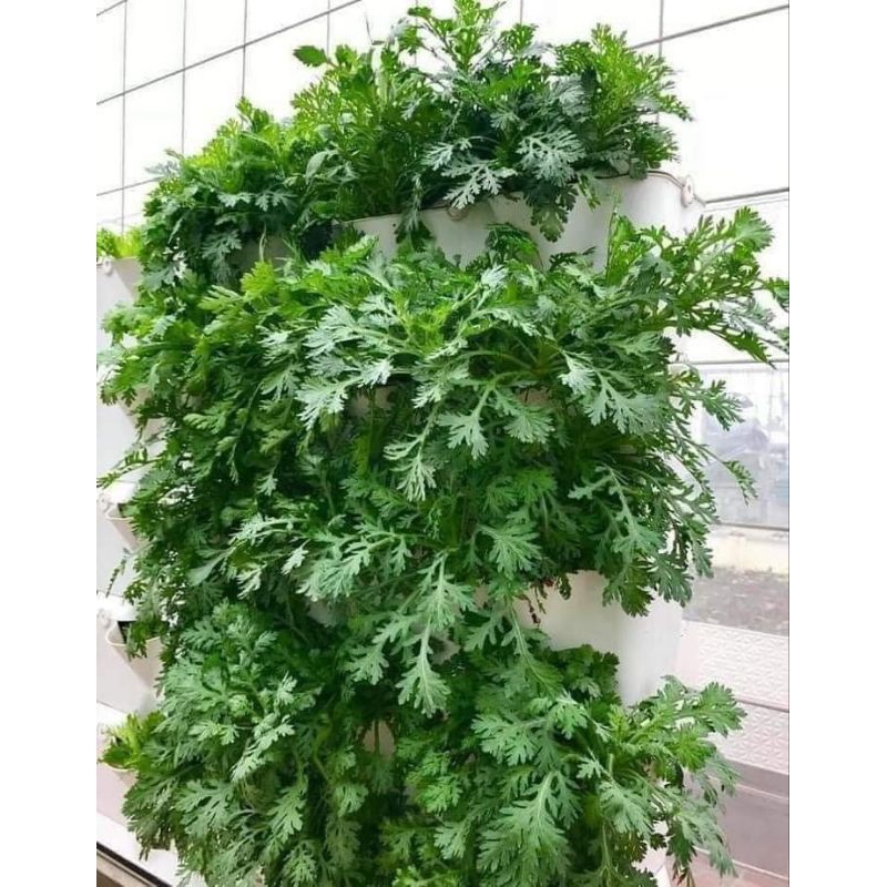 Hạt Giống Cải Cúc Nhật Bản 🌈 Hàng Xịn Ngon🌱 Cực Kỳ Năng Suất