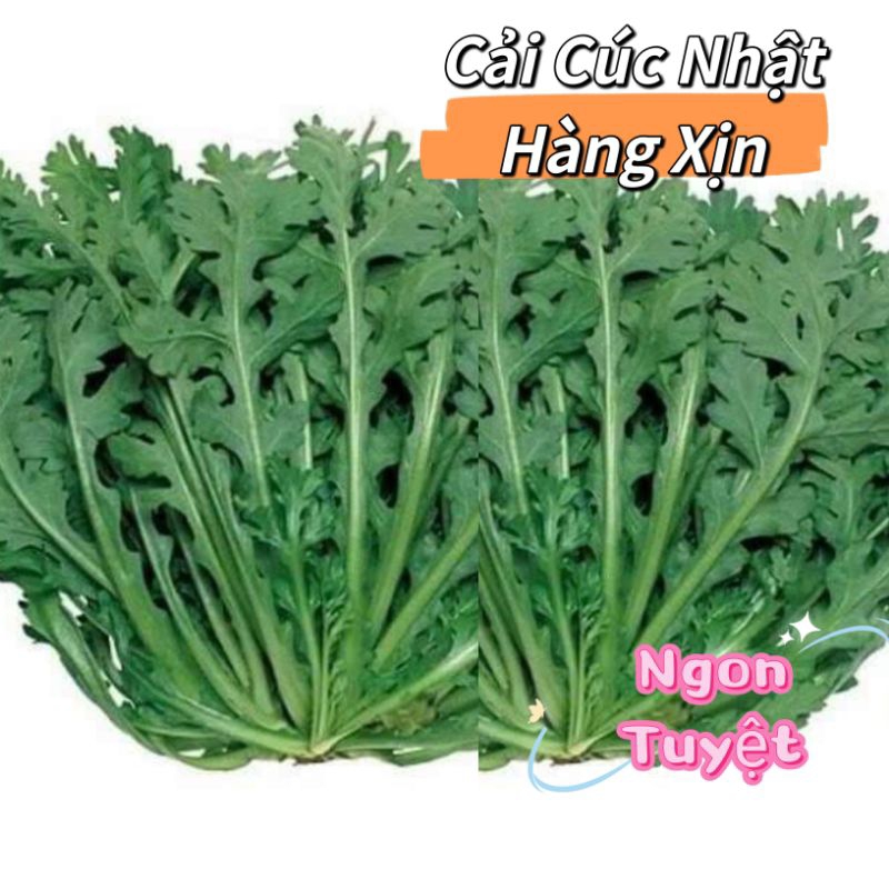 Hạt Giống Cải Cúc Nhật Bản 🌈 Hàng Xịn Ngon🌱 Cực Kỳ Năng Suất