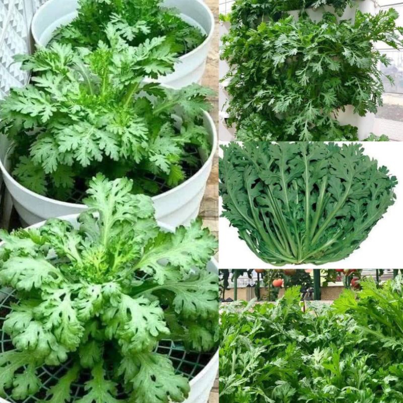 Hạt Giống Cải Cúc Nhật Bản 🌈 Hàng Xịn Ngon🌱 Cực Kỳ Năng Suất