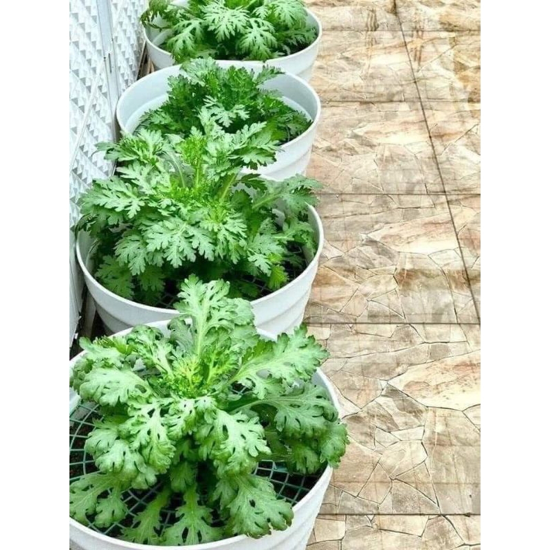 Hạt Giống Cải Cúc Nhật Bản 🌈 Hàng Xịn Ngon🌱 Cực Kỳ Năng Suất